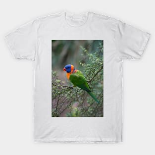 Red Collared Lorikeet T-Shirt